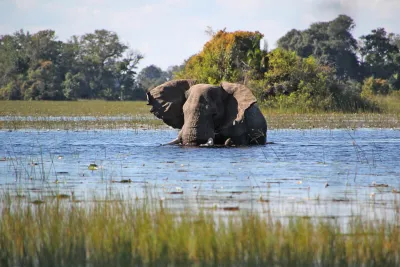 Botswana wild